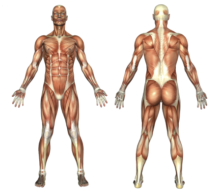 Anatomie Mensch
